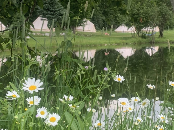 Marguerites sauvages en fleurs au bord d'un étang reflétant des tentes de glamping dans un domaine à vendre près de Mont-Tremblant.