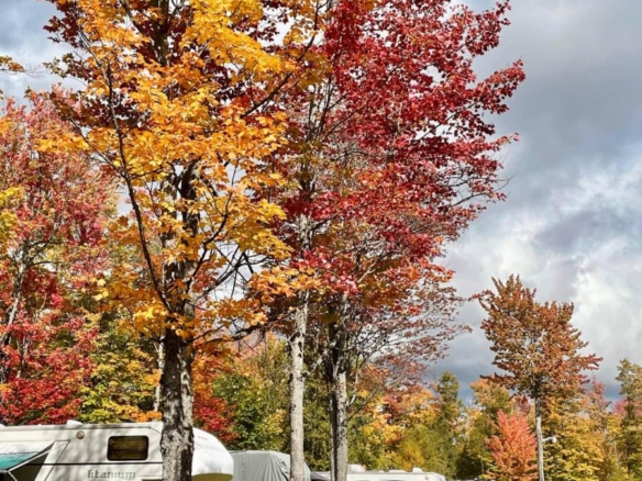 Plusieurs véhicules récréatifs et caravanes de luxe stationnés sur des emplacements herbeux sous de grands arbres aux feuilles d'automne rouges et jaunes, bordés par un chemin de gravier.